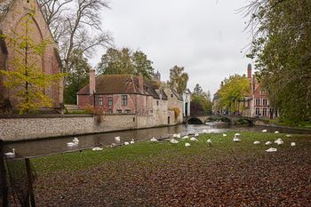 Cygnes sur la berge du canal à Bruges - Belgique