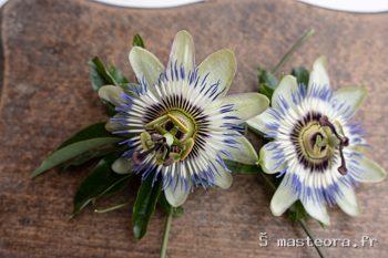 Passiflore, photo 2
