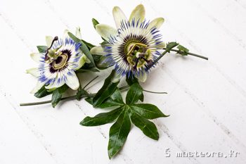 Passiflore, photo 3