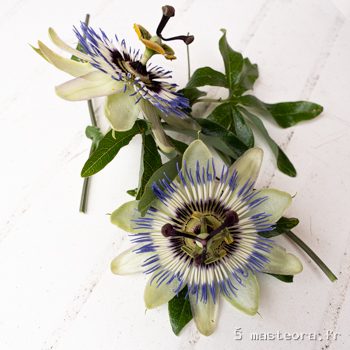 Passiflore, photo 4