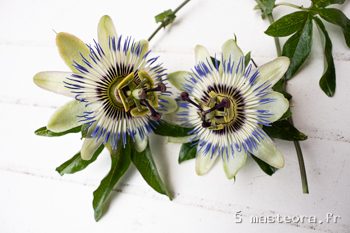 Passiflore, photo 5